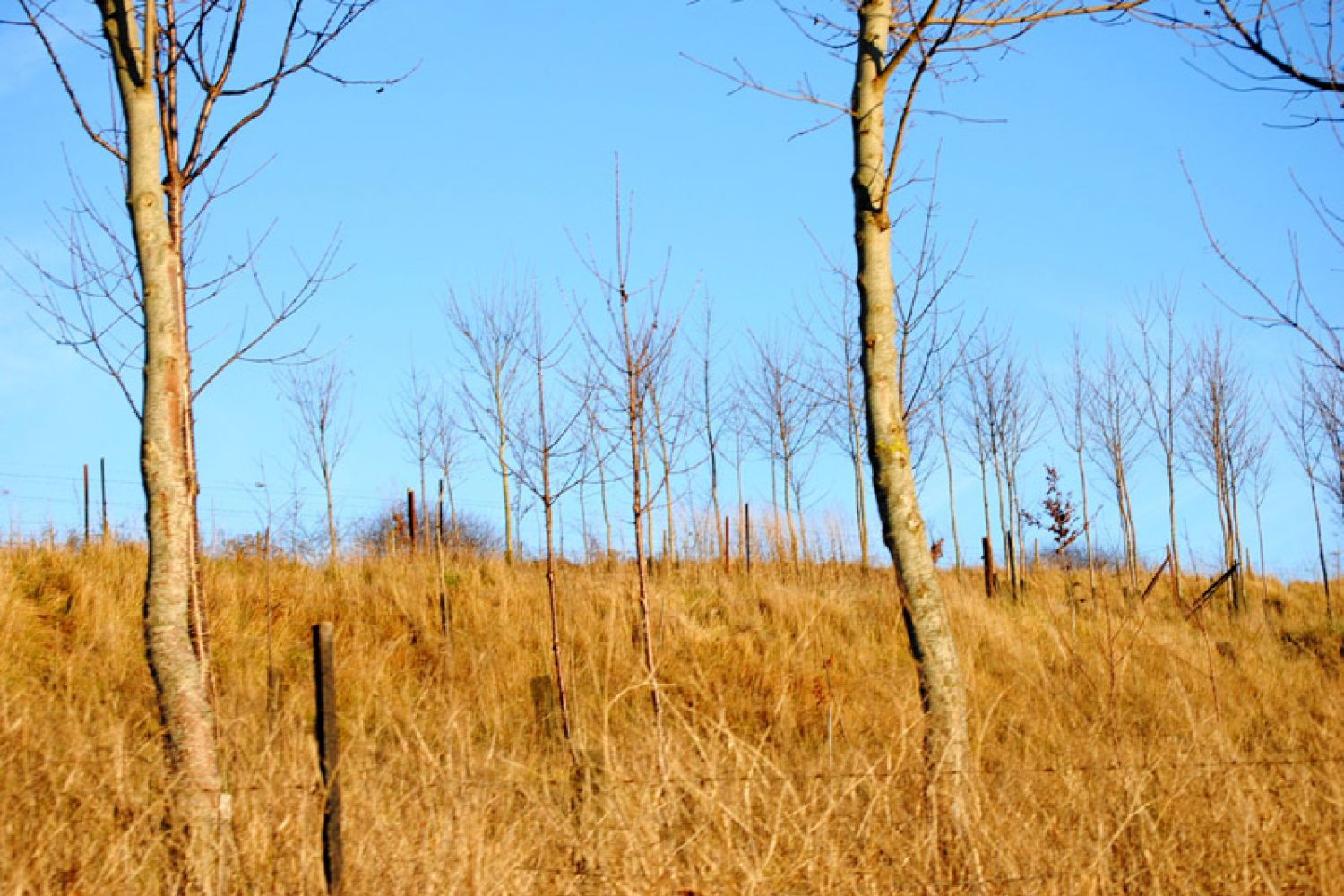 Pature En Automne